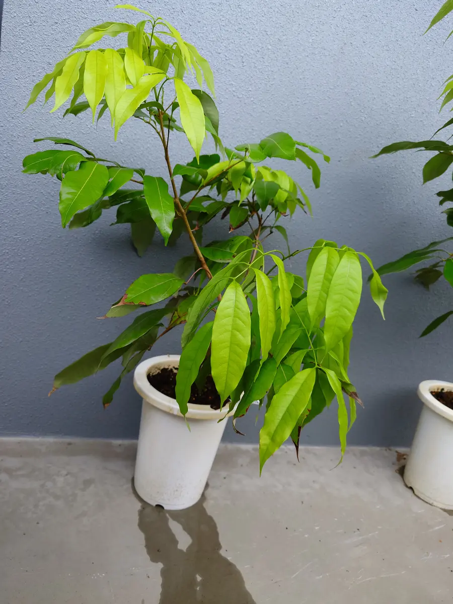 ライチ（玉荷包）を取り木苗から育てる part1｜そだレポ（栽培レポート