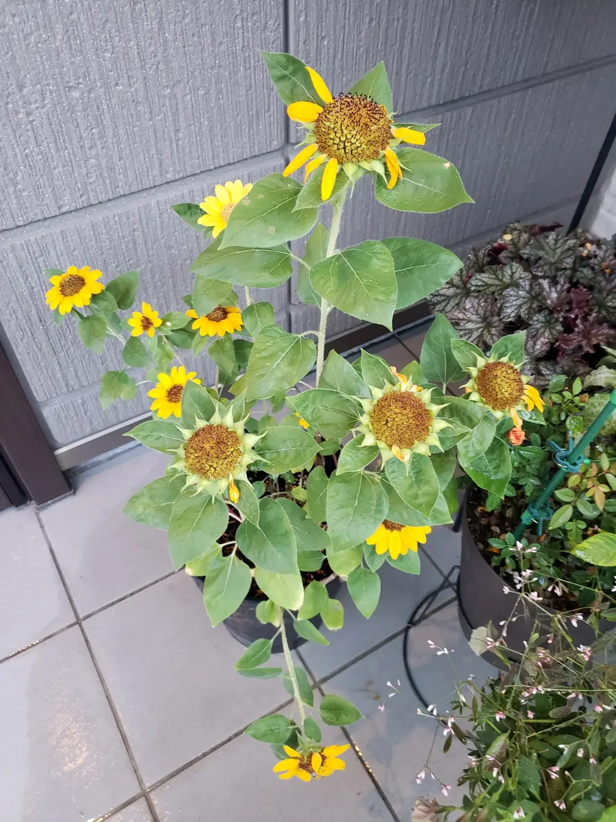 秋に咲くひまわりを育てる🌻｜そだレポ（栽培レポート）byみどり