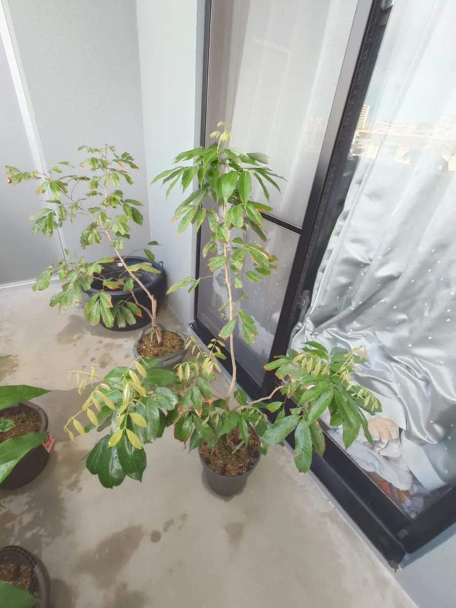 ライチ（玉荷包）を取り木苗から育てる part2｜そだレポ（栽培レポート