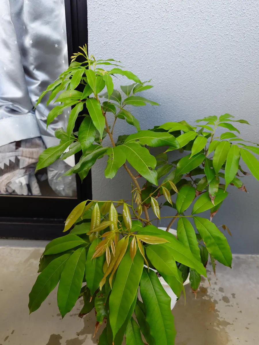 ライチ（玉荷包）を取り木苗から育てる part2｜そだレポ（栽培レポート