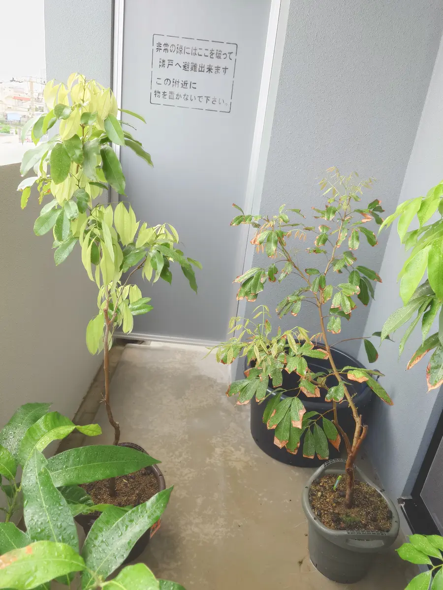 ライチ（玉荷包）を取り木苗から育てる part2｜そだレポ（栽培レポート
