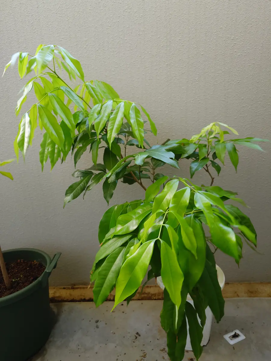 ライチ（玉荷包）を取り木苗から育てる part2｜そだレポ（栽培レポート