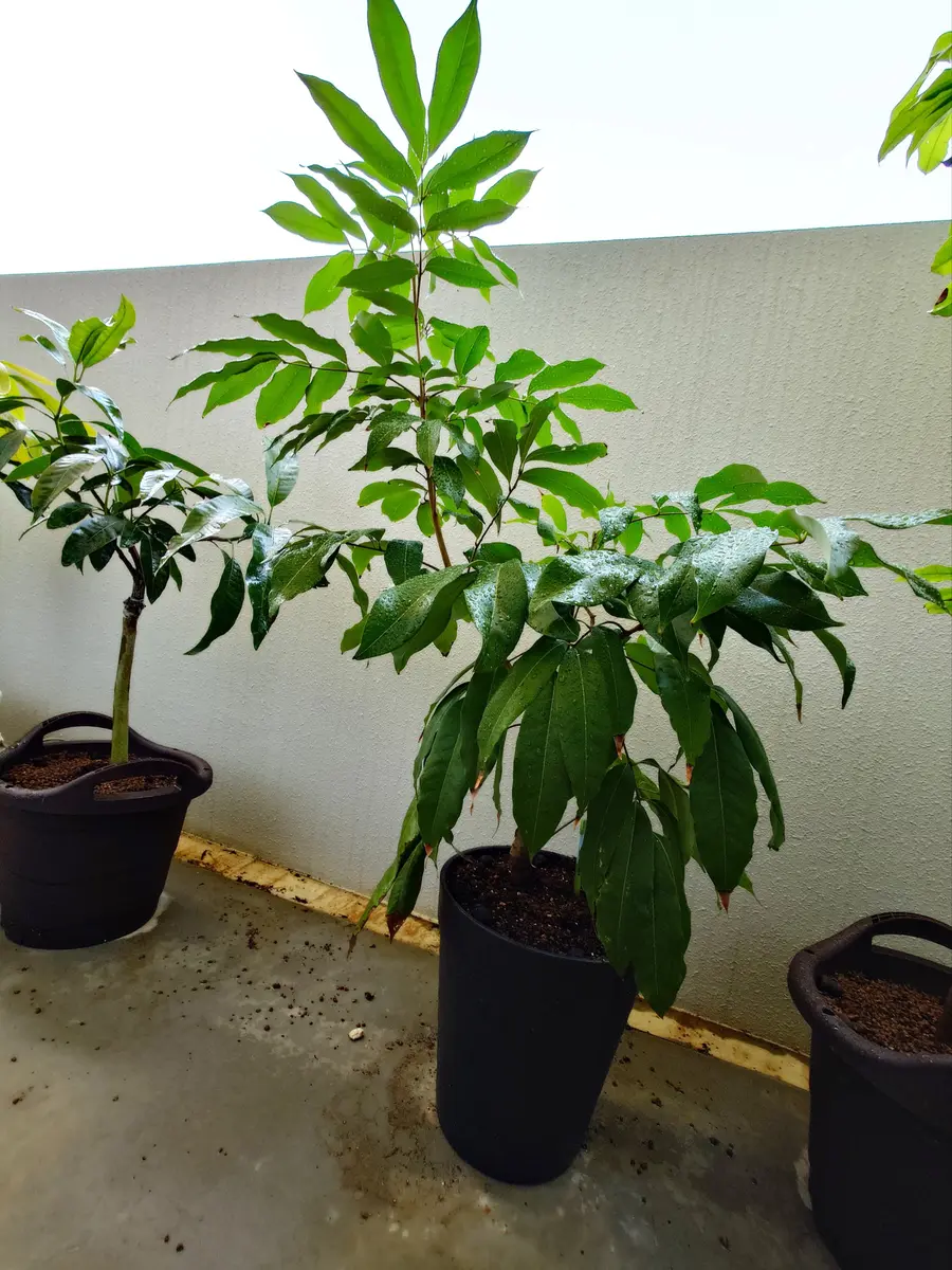 ライチ。取り木。玉荷包。鉢ごと無料で発送致します。 ライチ。取り木。玉荷包。鉢ごと無料で発送致します。