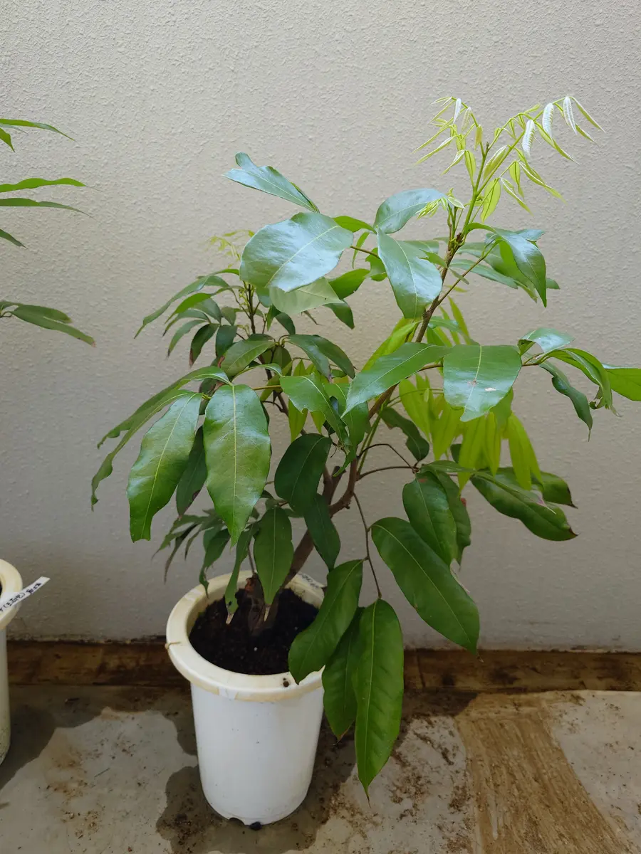 ライチ。玉荷包。取り木苗。果樹。鉢ごと無料で発送致します。 ライチ。玉荷包。取り木苗。果樹。鉢ごと無料で発送致します。