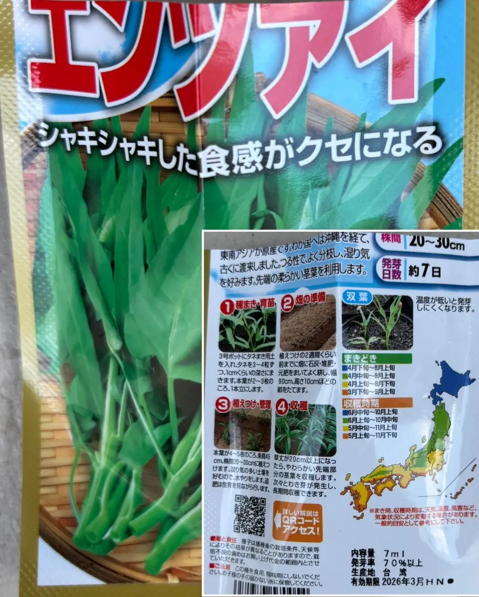 空芯菜食べたい！'25｜そだレポ（栽培レポート）byのぶかな｜みんなの