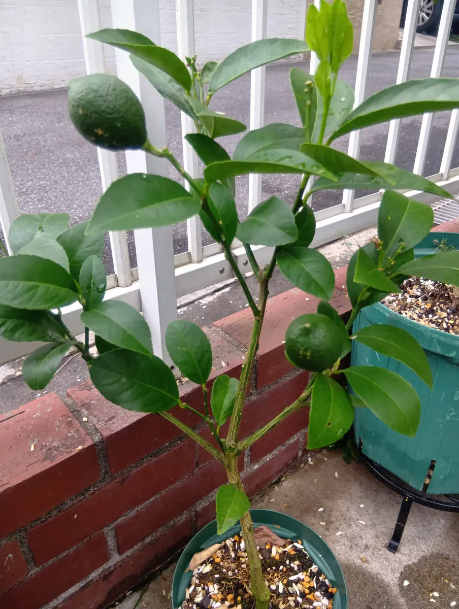 トゲ無しレモン苗木♪ 3つ中玉実着きました(⁠/⁠^⁠-⁠^⁠(⁠^⁠ ⁠^⁠*