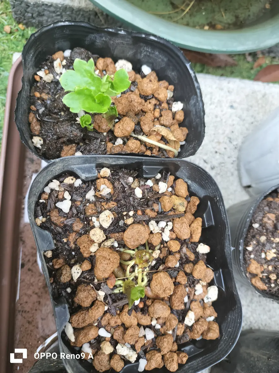 ラナンキュラスラックスの促成栽培初挑戦！｜そだレポ（栽培レポート