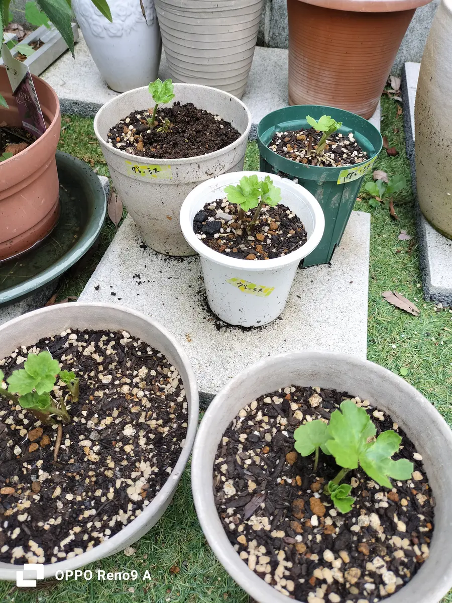 ラナンキュラスラックスの促成栽培初挑戦！｜そだレポ（栽培レポート