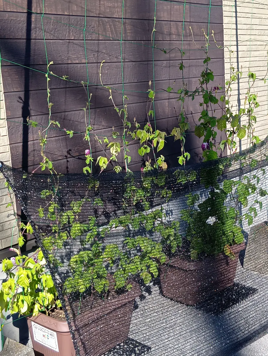 朝顔すだれ　　みどりのカーテン 朝顔すだれ 緑のカーテン 朝顔すだれみどりのカーテン