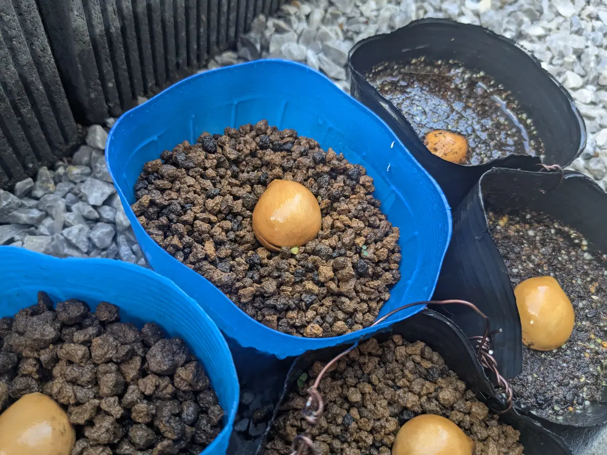 ソテツを種から(サイカスタイシルバー)｜そだレポ（栽培レポート）by