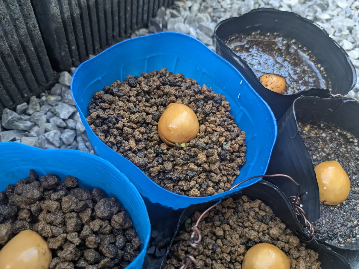 【レアソテツ】種子1粒　色々 ソテツを種から(サイカスタイシルバー)｜そだレポ（栽培レポート）by