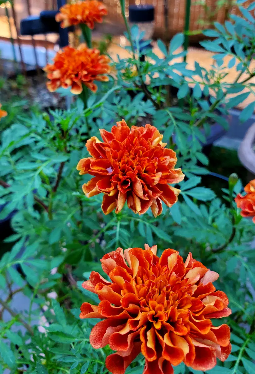 たね　マリーゴールド　アフリカントール　背丈が高い サカタのタネ 景観用大袋 マリーゴールド アフリカントール［905911