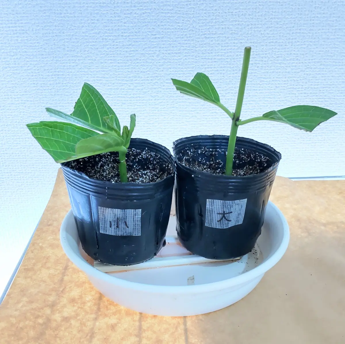 2025年7月 紫陽花を挿し芽で増やしたい！｜そだレポ（栽培レポート）by 