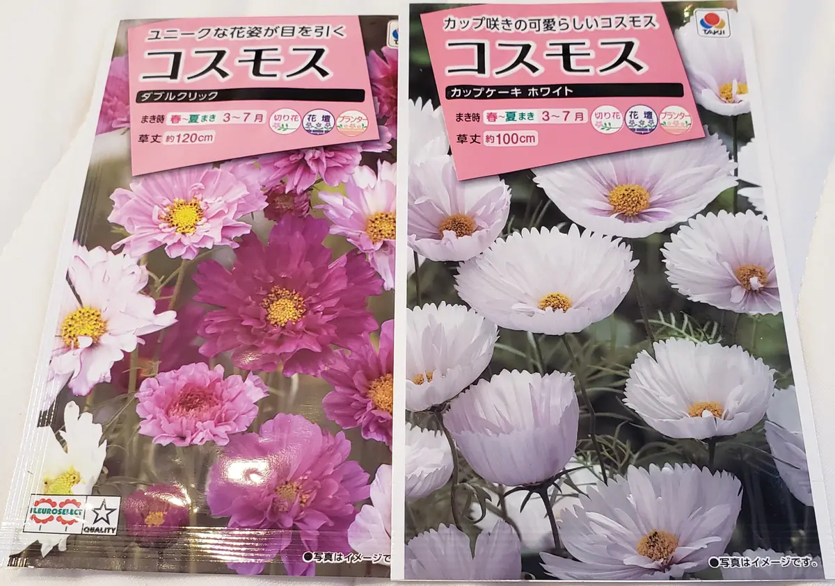 秋に咲くコスモスを育ててみる🔰｜そだレポ（栽培レポート）byみどり