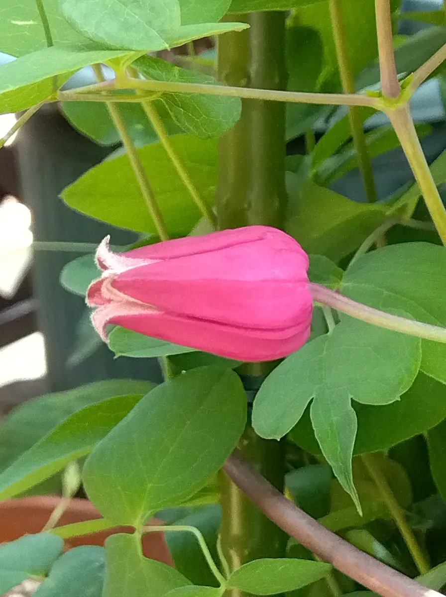 花摘み 🪴 ビオラ✨続々と入荷中です‼️ 写真に写っているのはパンジーの