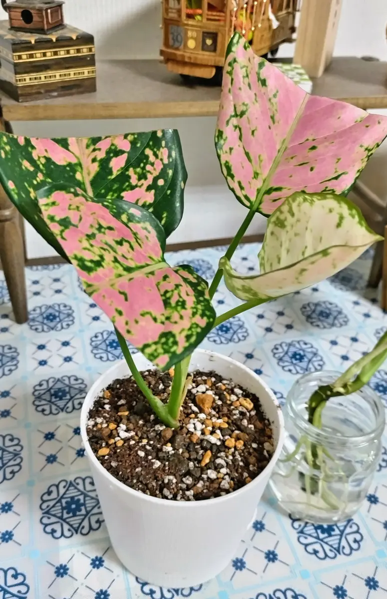 アグラオネマを水挿しで仕立て直す｜そだレポ（栽培レポート）by碧