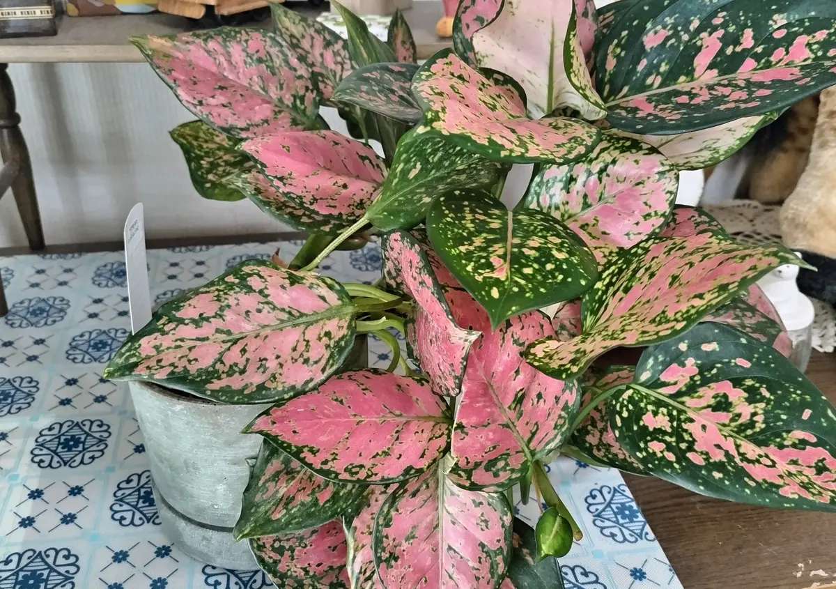 アグラオネマを水挿しで仕立て直す｜そだレポ（栽培レポート）by碧