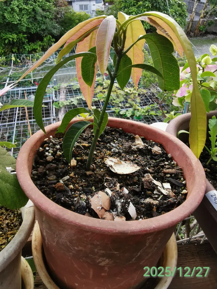 実生金蜜マンゴーを育てる(栽培中)｜そだレポ（栽培レポート