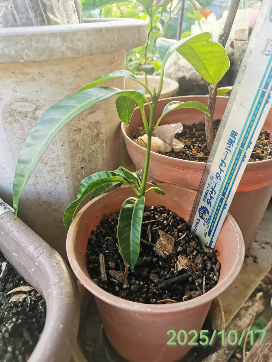 実生金蜜マンゴーを育てる(栽培中)｜そだレポ（栽培レポート