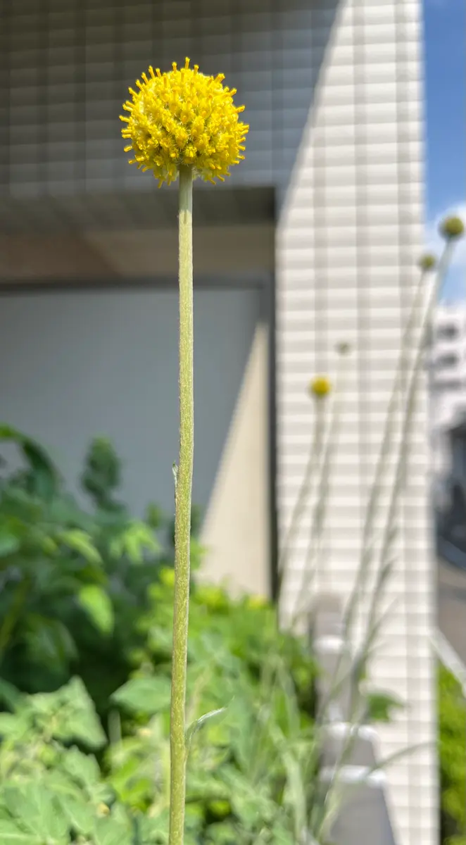 意外と強いクラスペディア｜そだレポ（栽培レポート）by家にあるもので