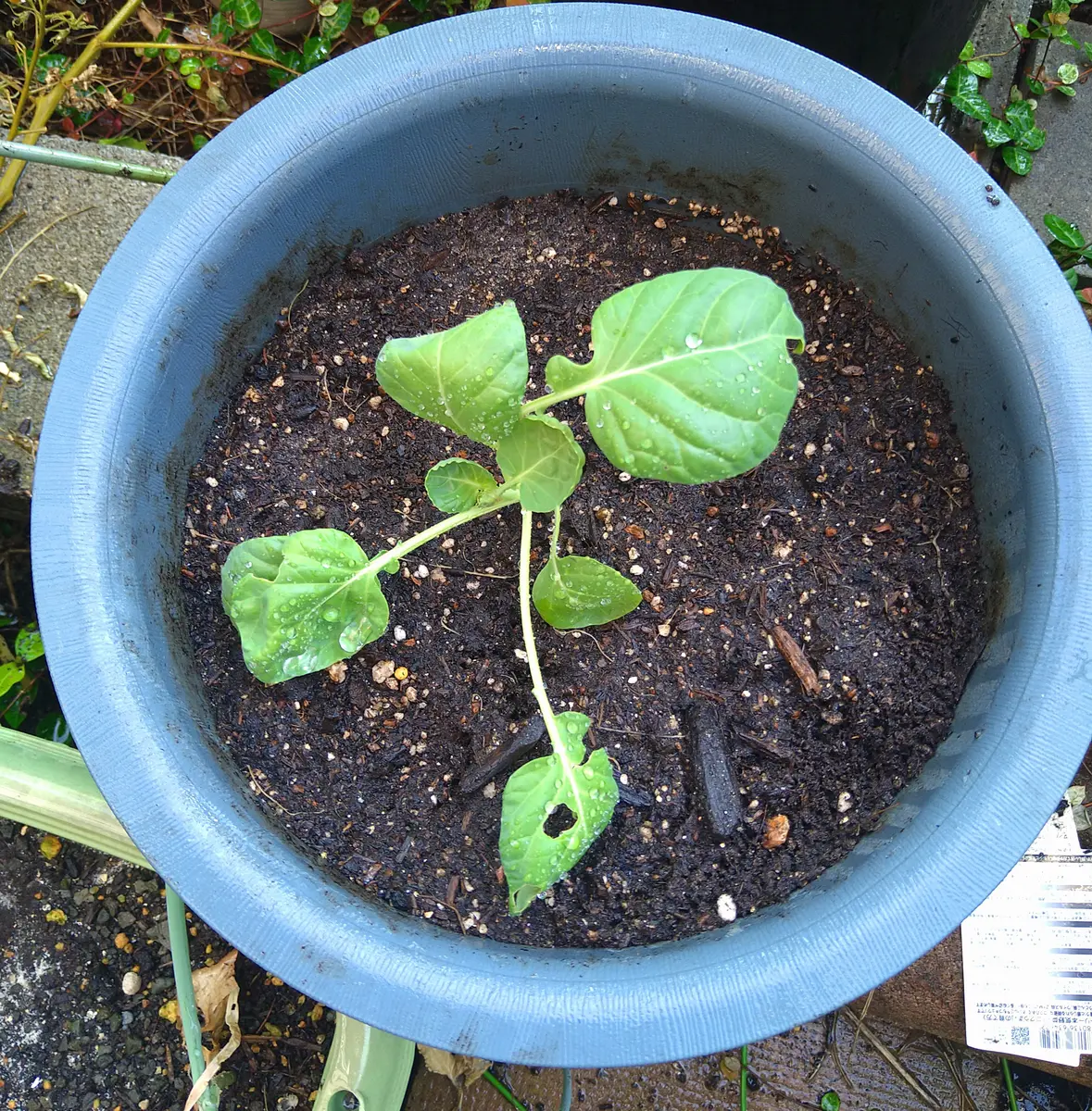 栽培中🌱】苗から育てる初めての芽キャベツ｜そだレポ（栽培レポート