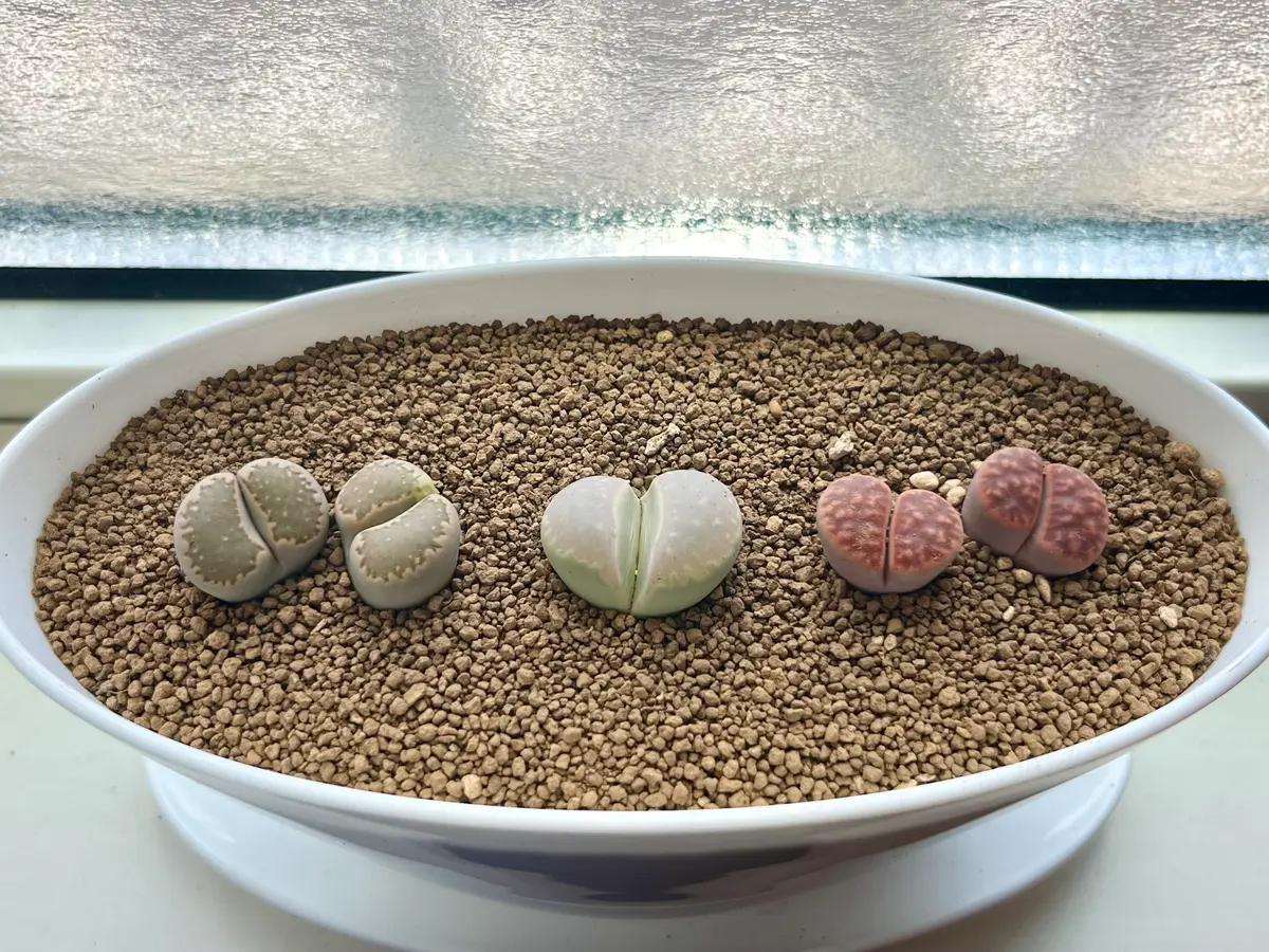 リトープスの成長記録（成長苗）｜そだレポ（栽培レポート）byRたそ