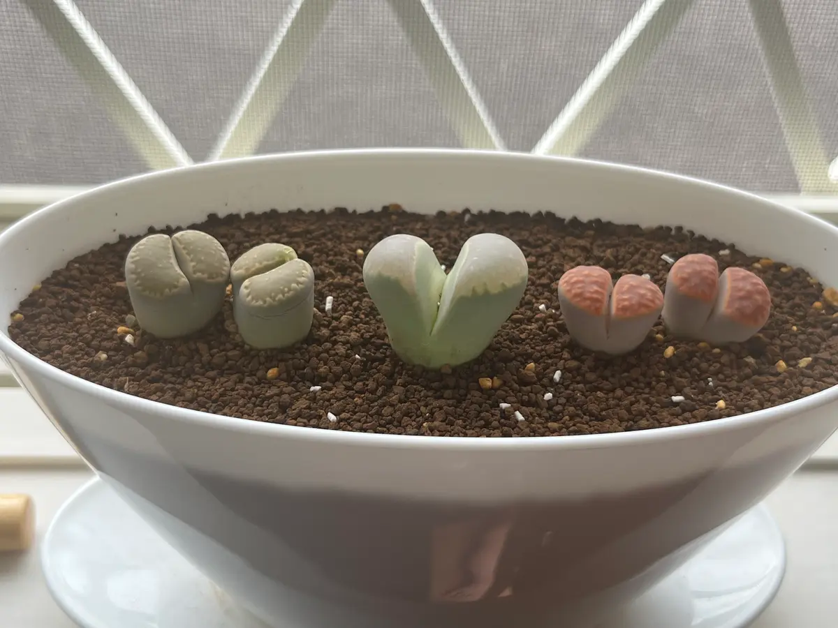 リトープスの成長記録（成長苗）｜そだレポ（栽培レポート）byRたそ