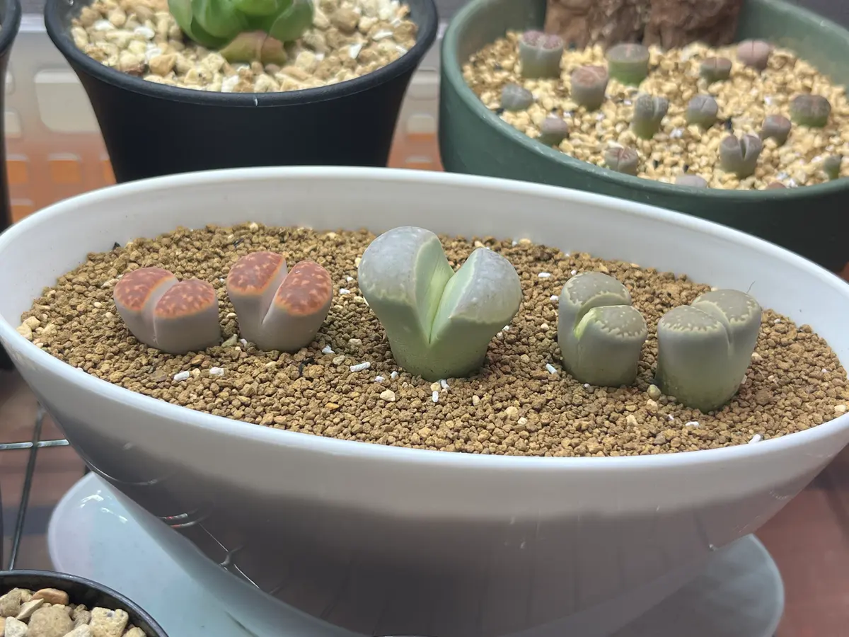 リトープスの成長記録（成長苗）｜そだレポ（栽培レポート）byRたそ