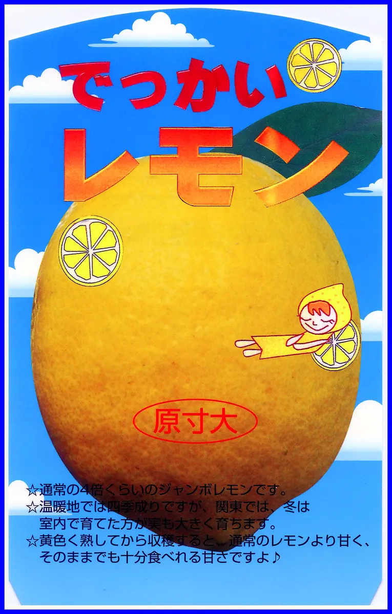 レモン“ポンデローザ”ポット苗。「盆明け」園芸店に魅力の果物苗多数