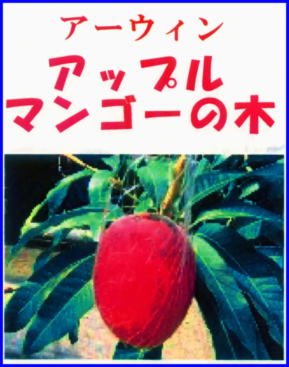 マンゴー“アーウィン”ポット苗。「盆明け」園芸店に魅力の果物苗多数