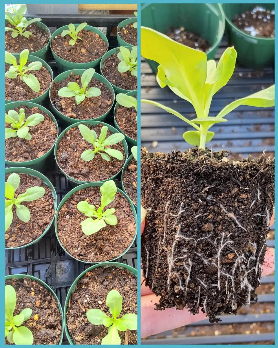 2025年8月 ストック キスミー 種まき｜そだレポ（栽培レポート）byあぴ