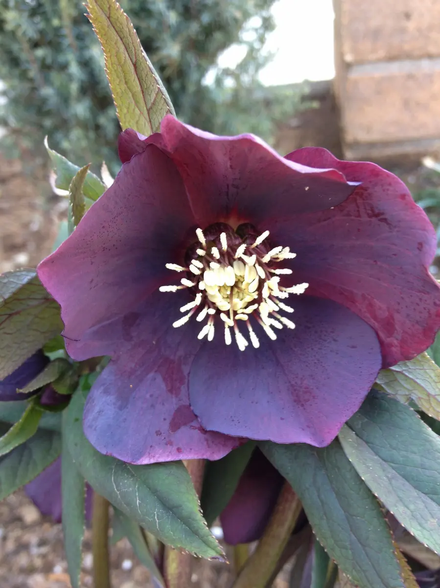 こぼれ種のクリスマスローズ｜そだレポ（栽培レポート）byくろいぬ