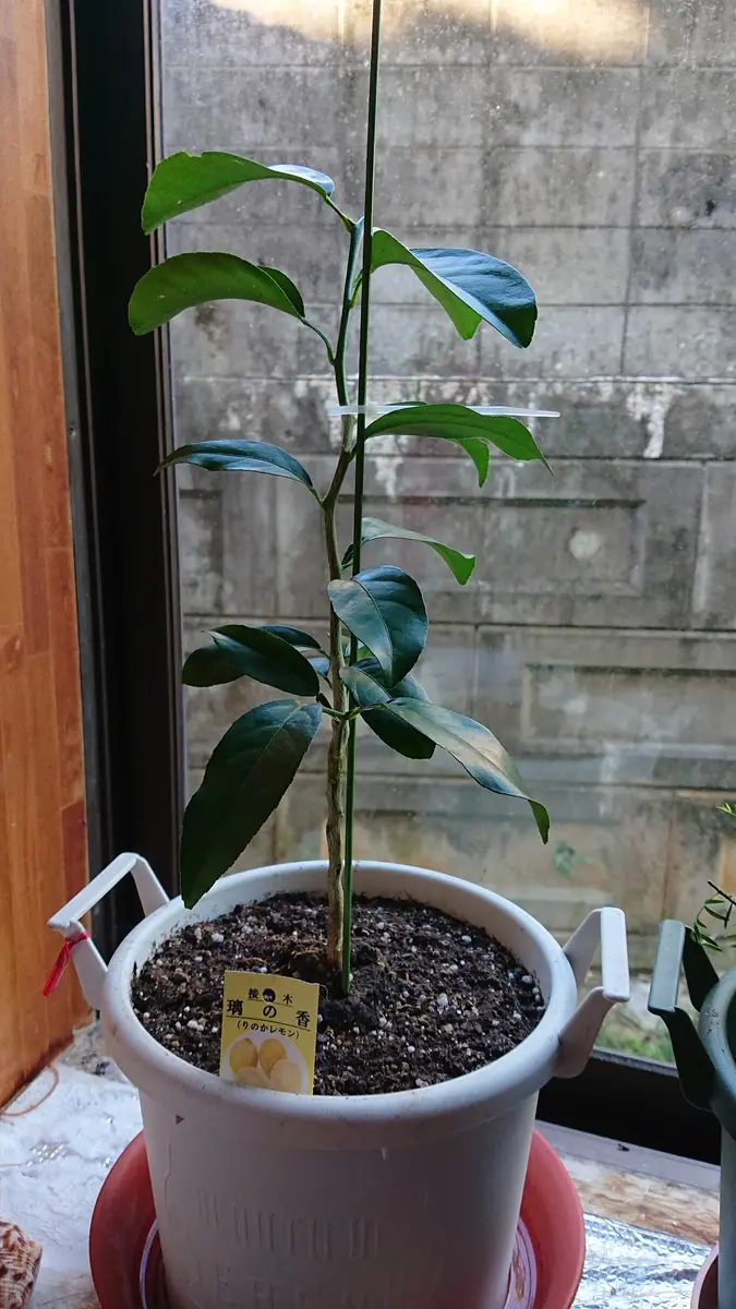レモン（璃の香）を苗木から育てる｜そだレポ（栽培レポート）byアルバ