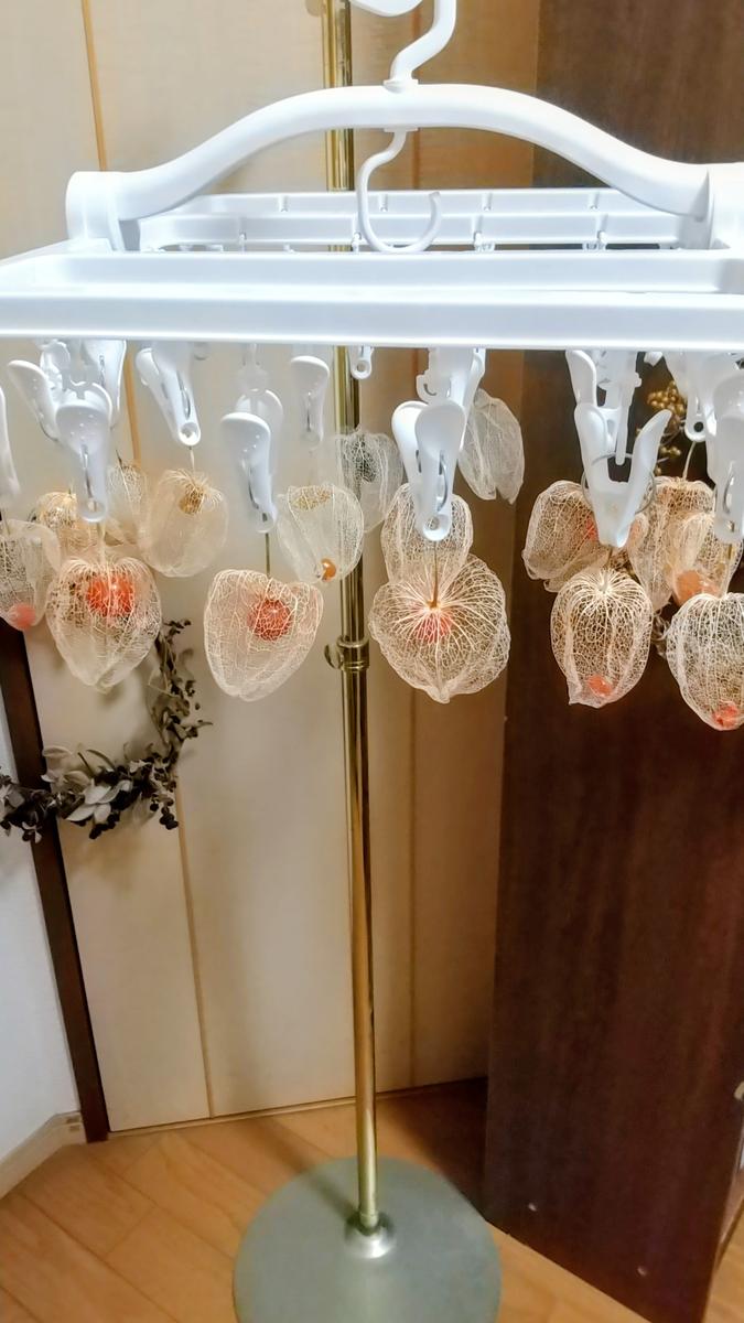 透かしホオズキ作り♥️🧡｜ホオズキのそだレポ（栽培レポート