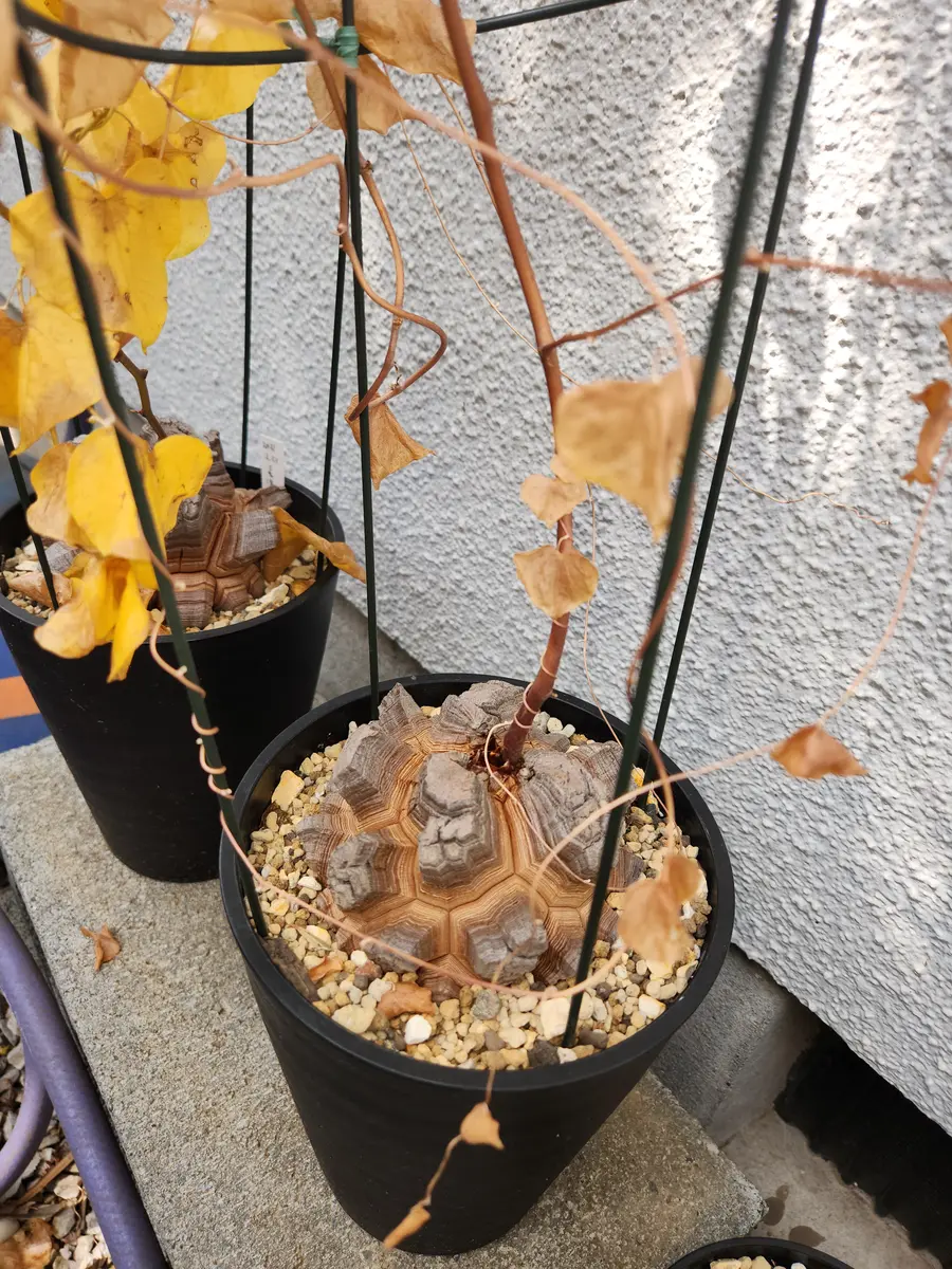 最終お値下げ！亀甲竜　実生４年目 マナズファーム産】亀甲竜 実生 No.4 | mana's farm:塊根植物・アガベ