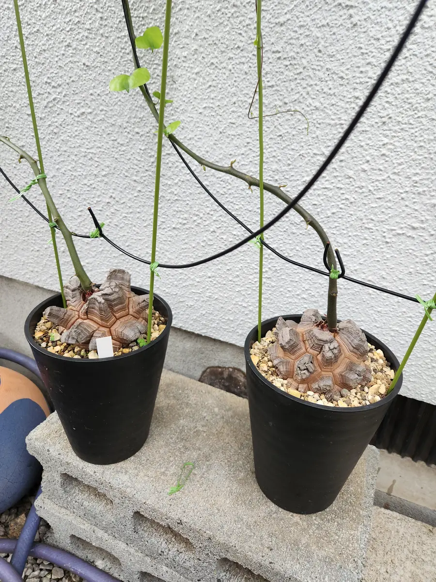 実生の亀甲竜を購入して育ててみた｜そだレポ（栽培レポート）by豆