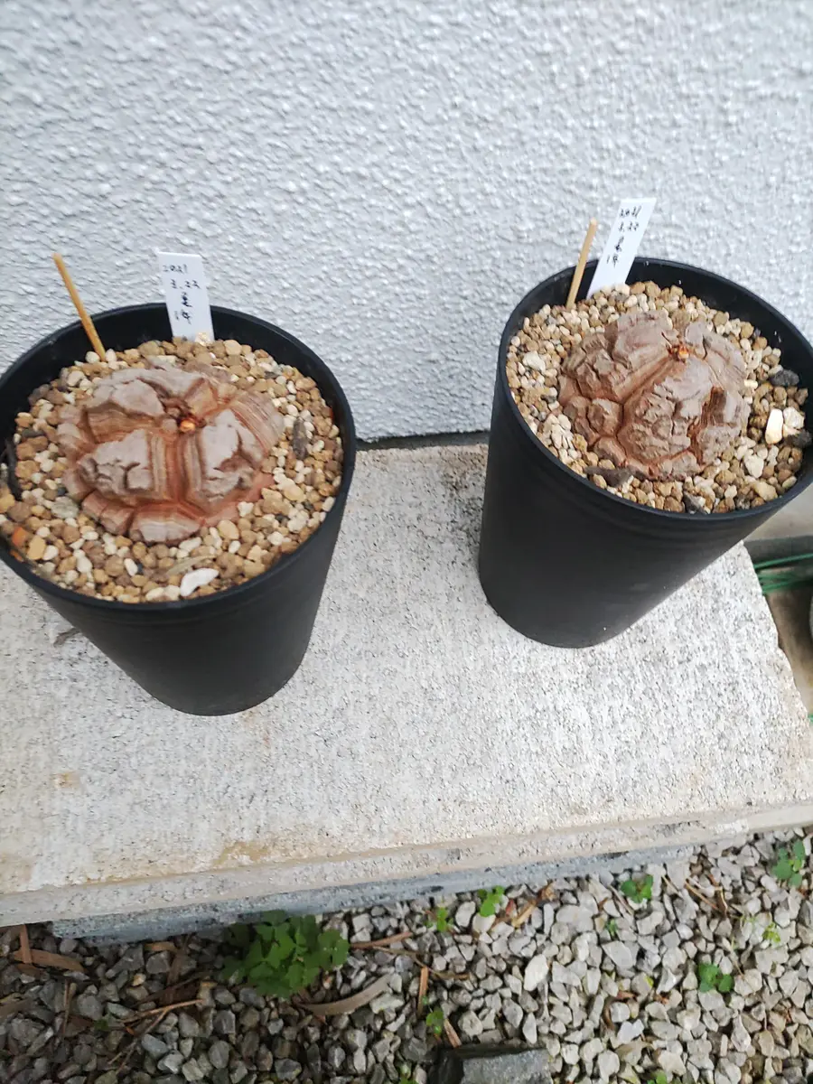 実生の亀甲竜を購入して育ててみた｜そだレポ（栽培レポート）by豆