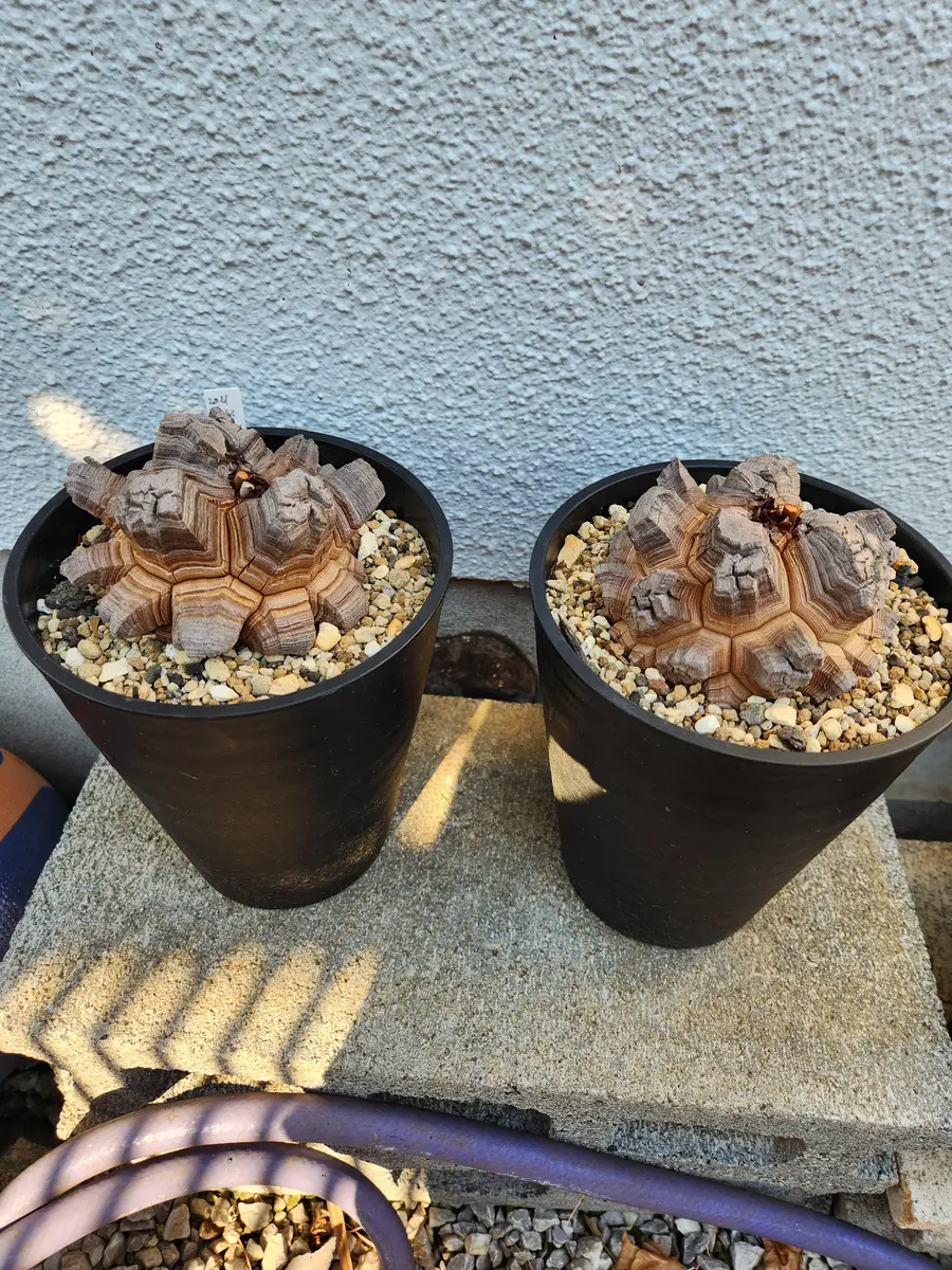 実生の亀甲竜を購入して育ててみた｜そだレポ（栽培レポート）by豆