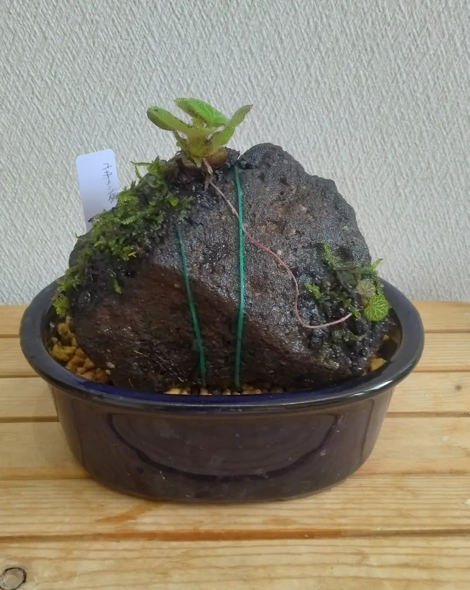 ユキノシタと苔の石付き盆栽｜そだレポ（栽培レポート）byフロージン