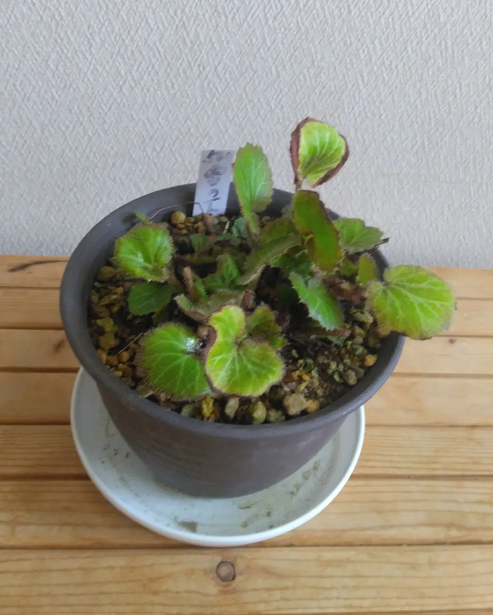 ユキノシタと苔の石付き盆栽｜そだレポ（栽培レポート）byフロージン