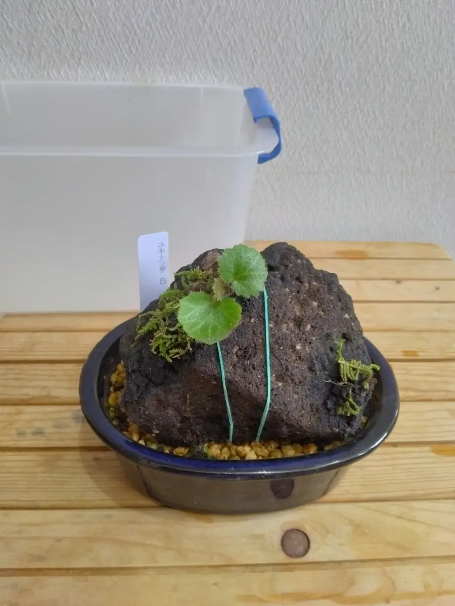 ユキノシタと苔の石付き盆栽｜そだレポ（栽培レポート）byフロージン