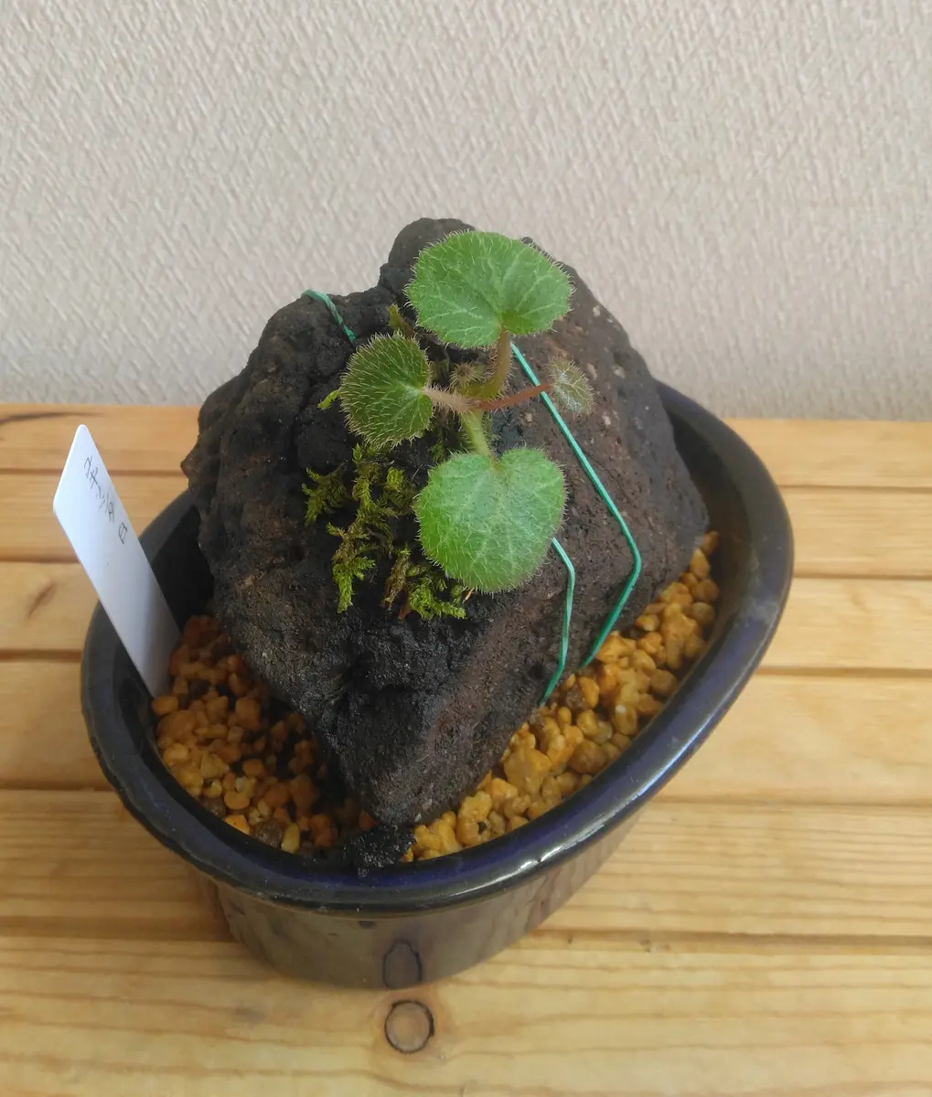 溶岩石 苔 ユキノシタ、イワヒバ ガーデニング植木鉢 溶岩石 苔 ユキノシタ、イワヒバ ガーデニング植木鉢 ユキノシタと苔の