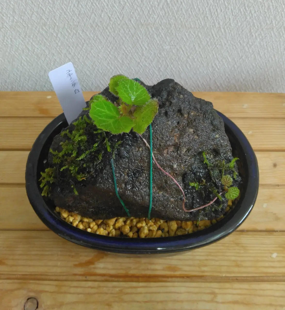 溶岩石 苔 ユキノシタ、イワヒバ ガーデニング植木鉢 ユキノシタと苔の石付き盆栽｜そだレポ（栽培レポート）byフロージン