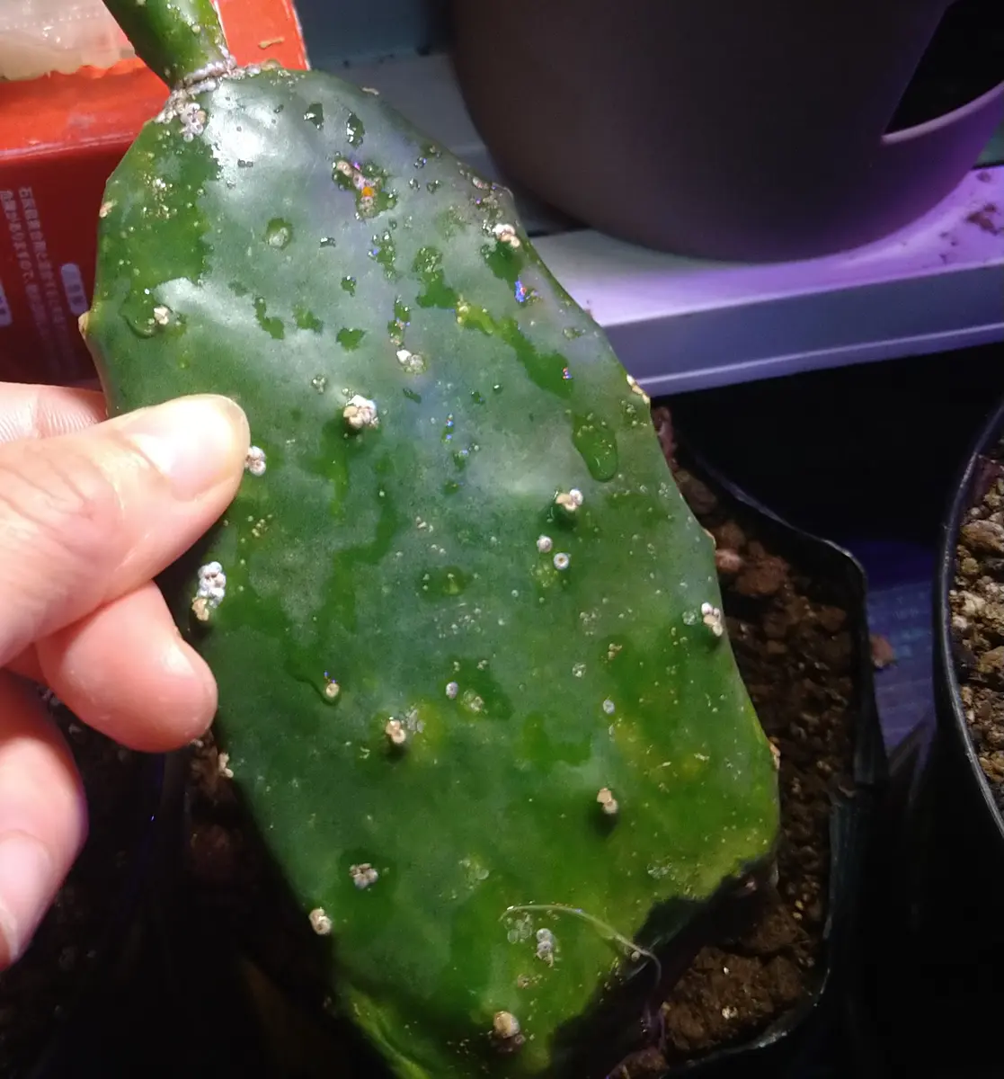 栽培中🌱】食用ウチワサボテン(ノパル)の実を食べてみたい｜サボテンの
