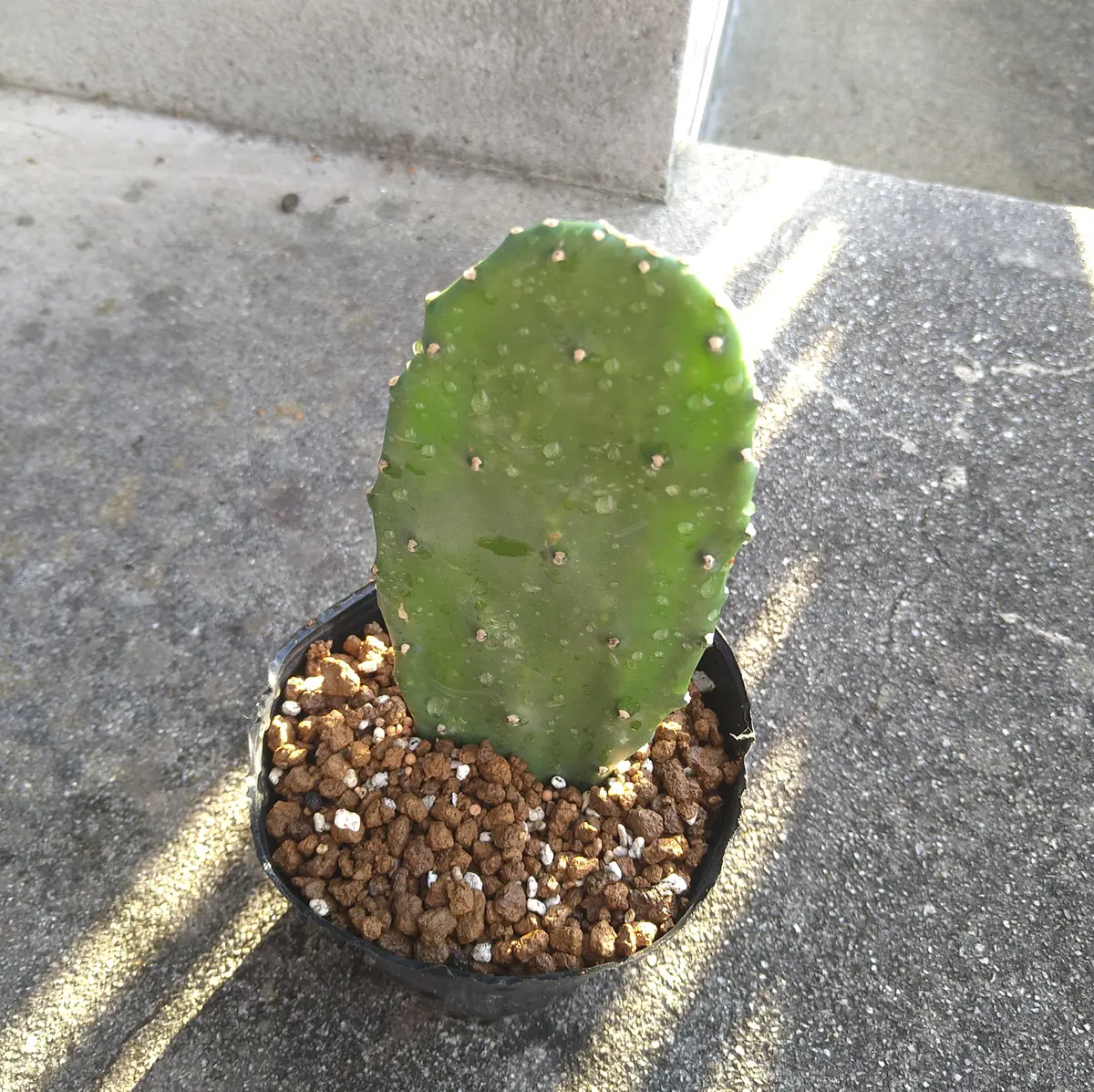 栽培中🌱】食用ウチワサボテン(ノパル)の実を食べてみたい｜そだレポ