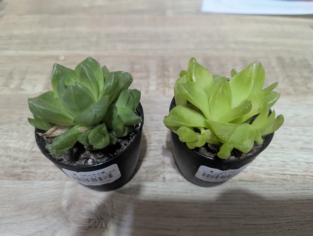 ハオルチア シンビフォルミス バリエガータ育てます！｜そだレポ（栽培