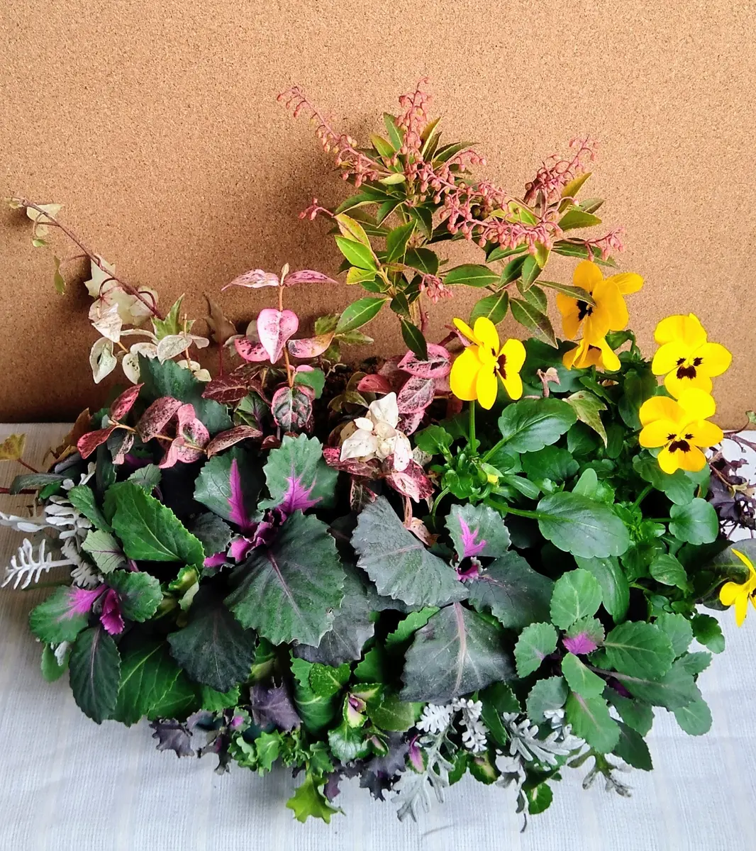 寄せ植え用にミニサイズハボタンを仕立てる🥰｜そだレポ（栽培レポート
