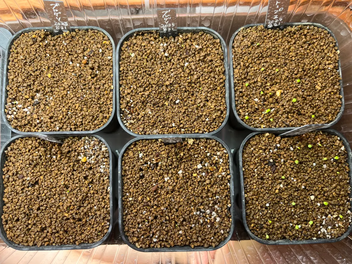 ウリエル実生　子株　ラスト　確認写真 ブルゲリとリトープスの実生｜そだレポ（栽培レポート）byRたそ