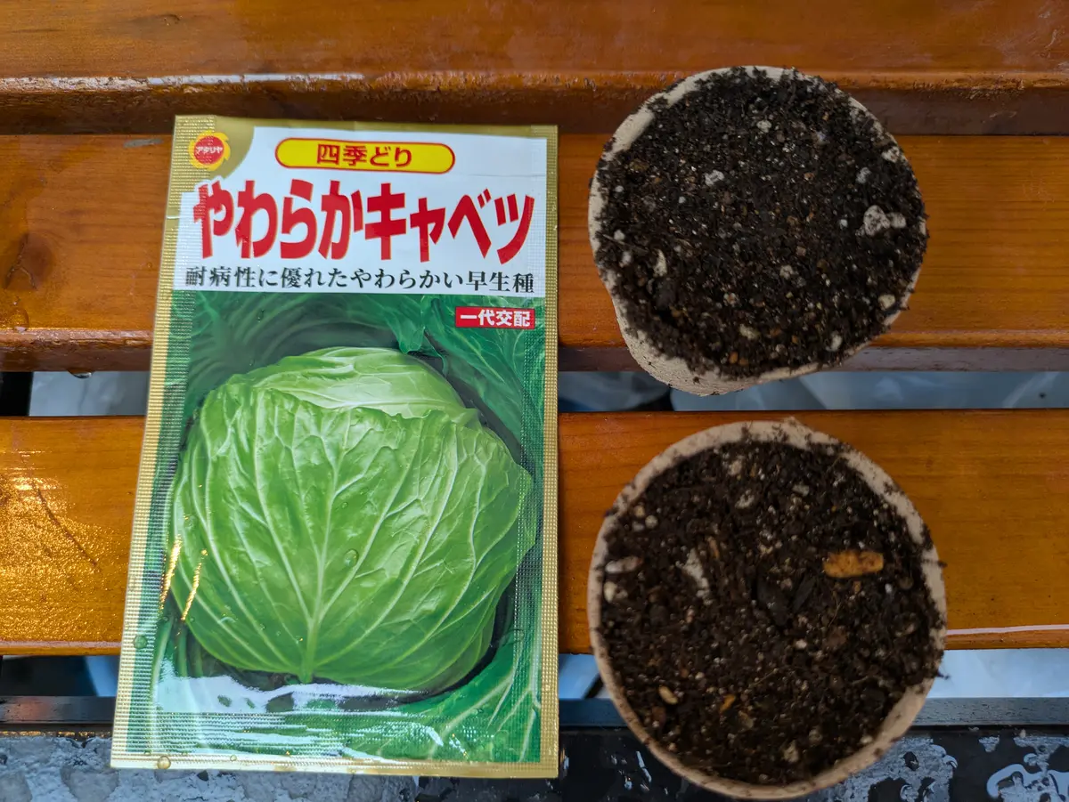 おじいちゃんが孫の為に栽培期間に農薬不使用で作ったキャベツ オーガニック キャベツ 8玉 有機栽培 冷蔵便 鹿児島県産 1玉700g