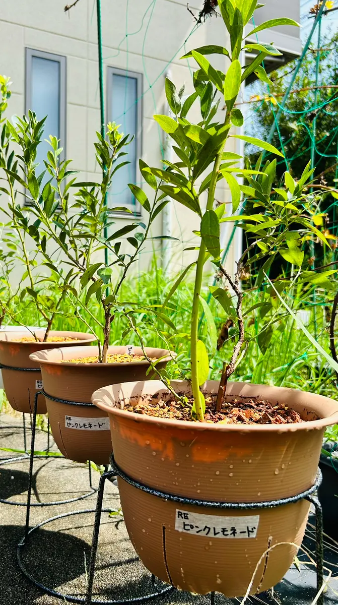 ブルーベリー苗　ピンクレモネード＆パウダーブルー　7号ポット2本セット ブルーベリー苗 ピンクレモネード2本セット(7号ポット) ブルーベリー苗